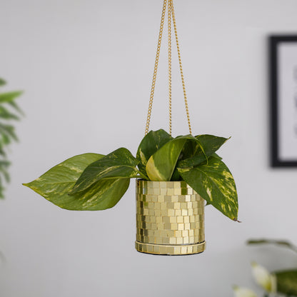 DISCO Cylindrical Metal Hanging Gold Planter with Chain for Home & Office Decor